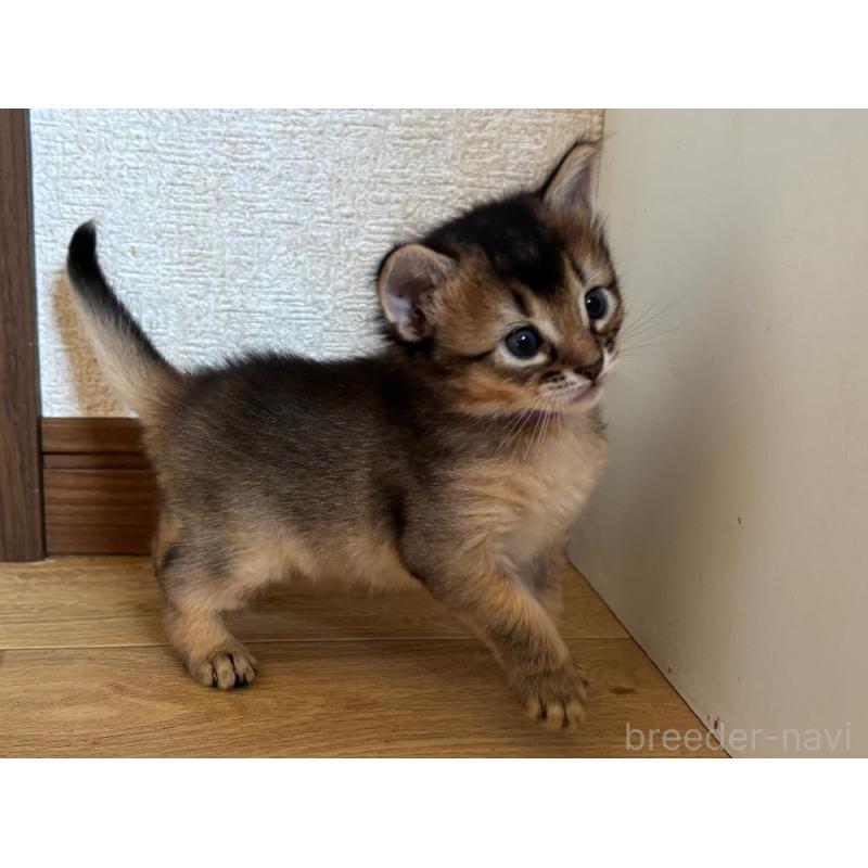 販売中の千葉県のソマリ-124796の5枚目